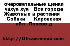 очаровательные щенки чихуа-хуа - Все города Животные и растения » Собаки   . Кировская обл.,Лосево д.